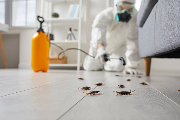 Commercial Kitchen Cockroach Control in Sunset